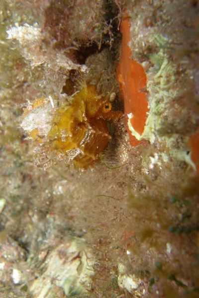 Hippocampe  Hippocampus guttulatus